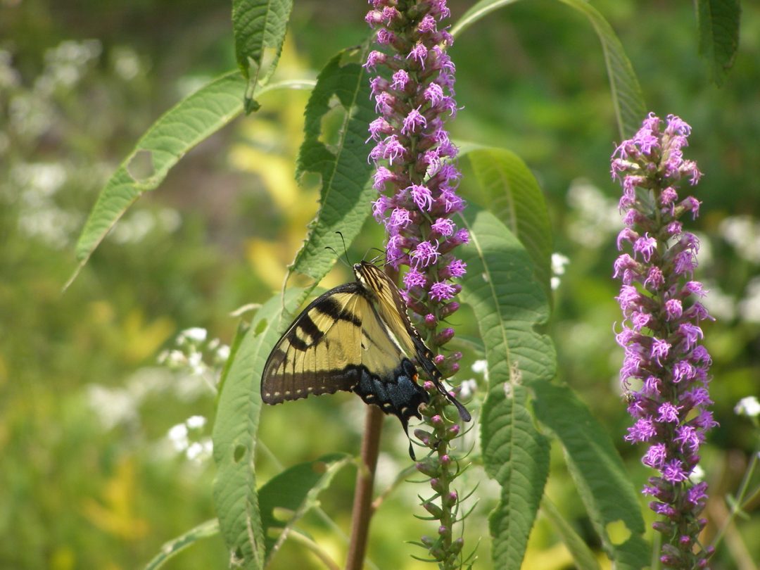 Mississippi Wildflowers of Autumn - Mississippi Magazine