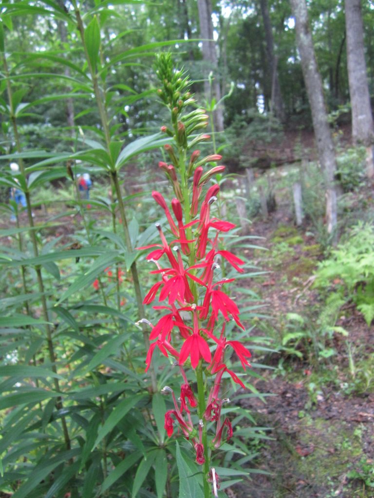 Mississippi Wildflowers of Autumn - Mississippi Magazine