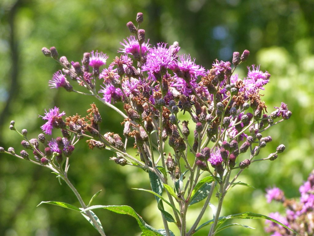 Mississippi Wildflowers of Autumn - Mississippi Magazine