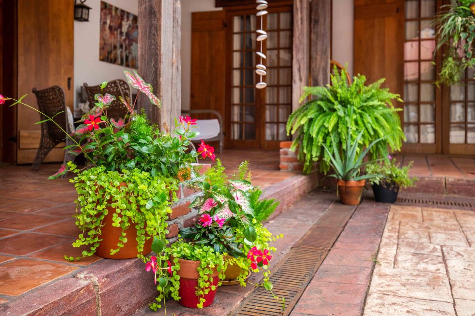 CREATE A GREAT CONTAINER GARDEN - Mississippi Magazine