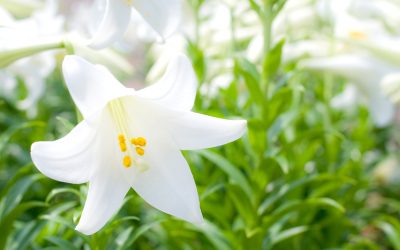 THE SYMBOLISM OF EASTER FLOWERS