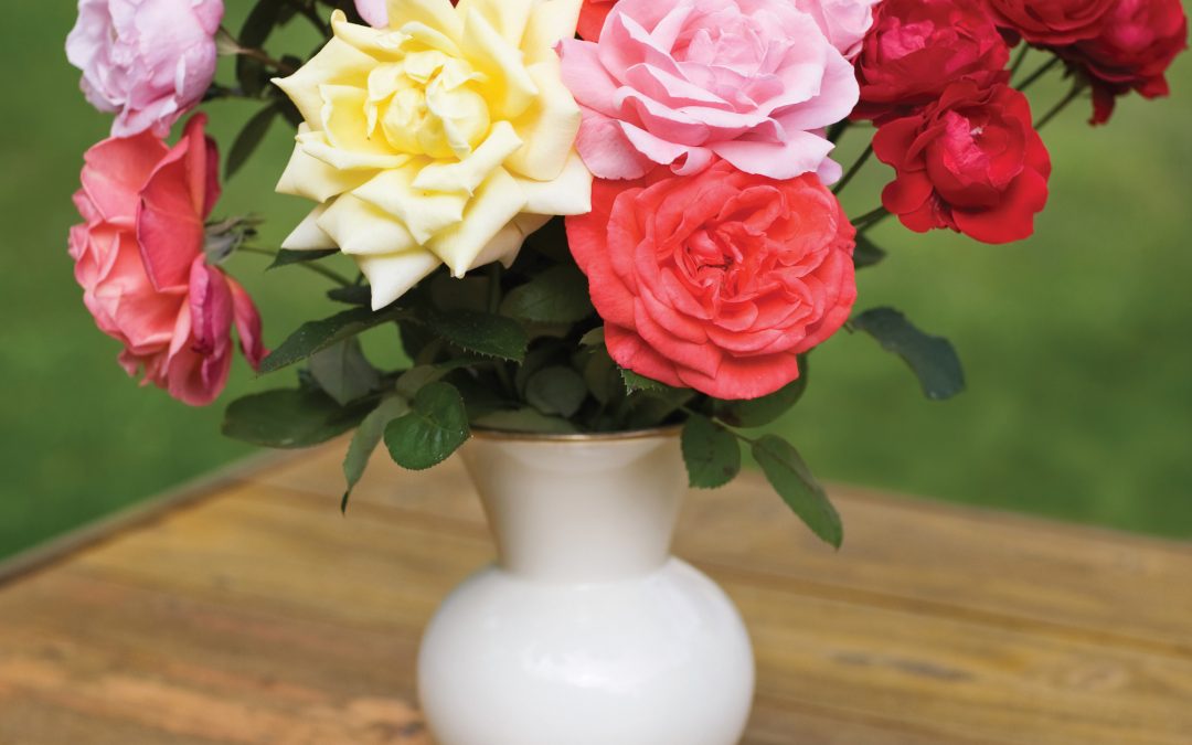 OLD GARDEN ROSES