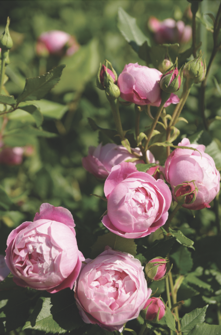 OLD GARDEN ROSES - Mississippi Magazine