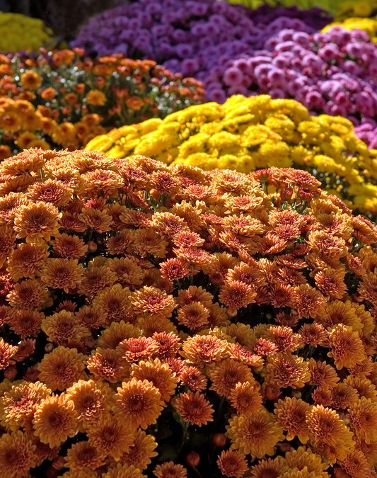 CHRYSANTHEMUMS