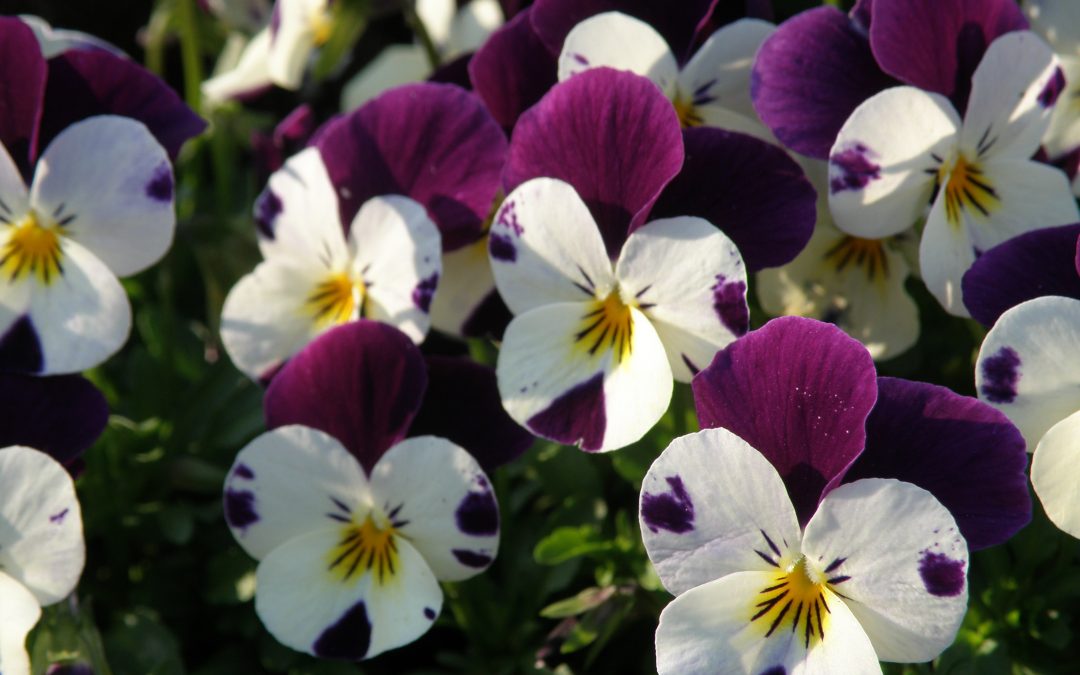 PANSIES
