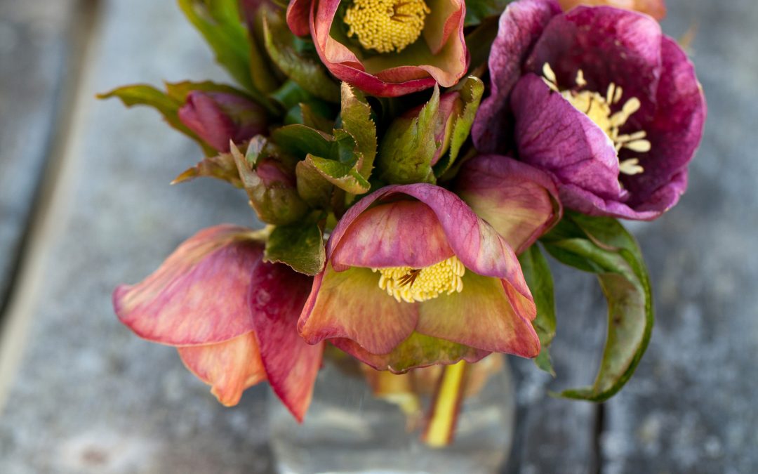 LENTEN ROSES FOR WINTER BOUQUETS