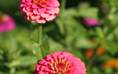 HOW TO GROW ZINNIAS